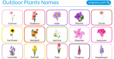 Outdoor plants names with pictures in English