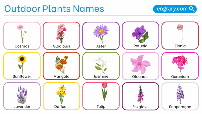 Outdoor plants names with pictures in English