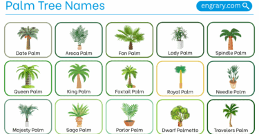 Palm tree names with pictures in English