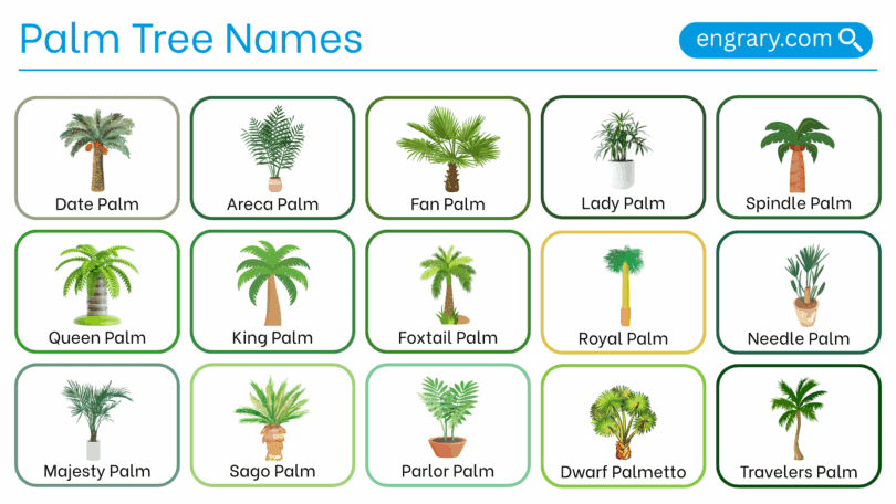 Palm tree names with pictures in English
