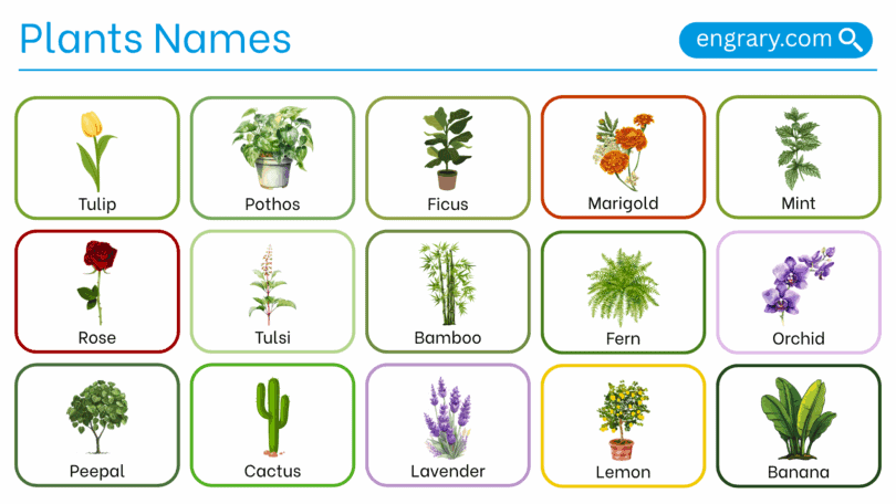 Plant names with pictures in English