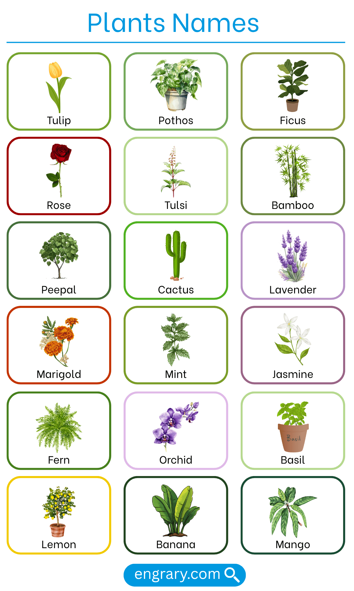 List of plant names with pictures