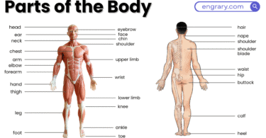 50+ parts of the body names with labeled diagram in English showing head, face, trunk, arms, hands, legs, feet, and key organs