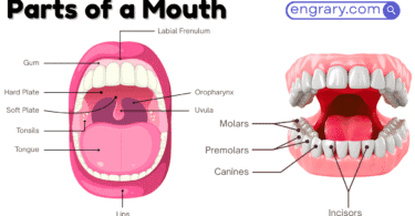 parts of the mouth with labeled diagram showing lips, cheeks, teeth, gums, tongue, palate, salivary glands, and oral mucosa