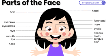 Parts of the face labeled diagram with names forehead eyes nose lips chin jaw