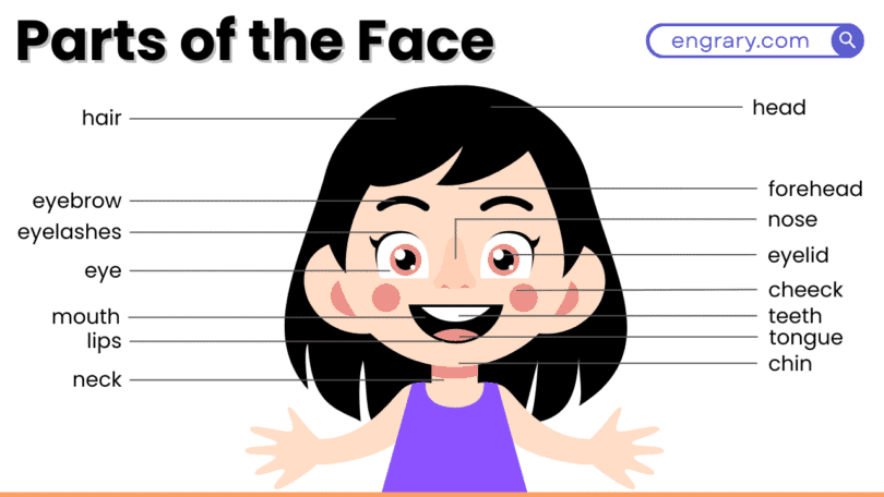 Parts of the face labeled diagram with names forehead eyes nose lips chin jaw