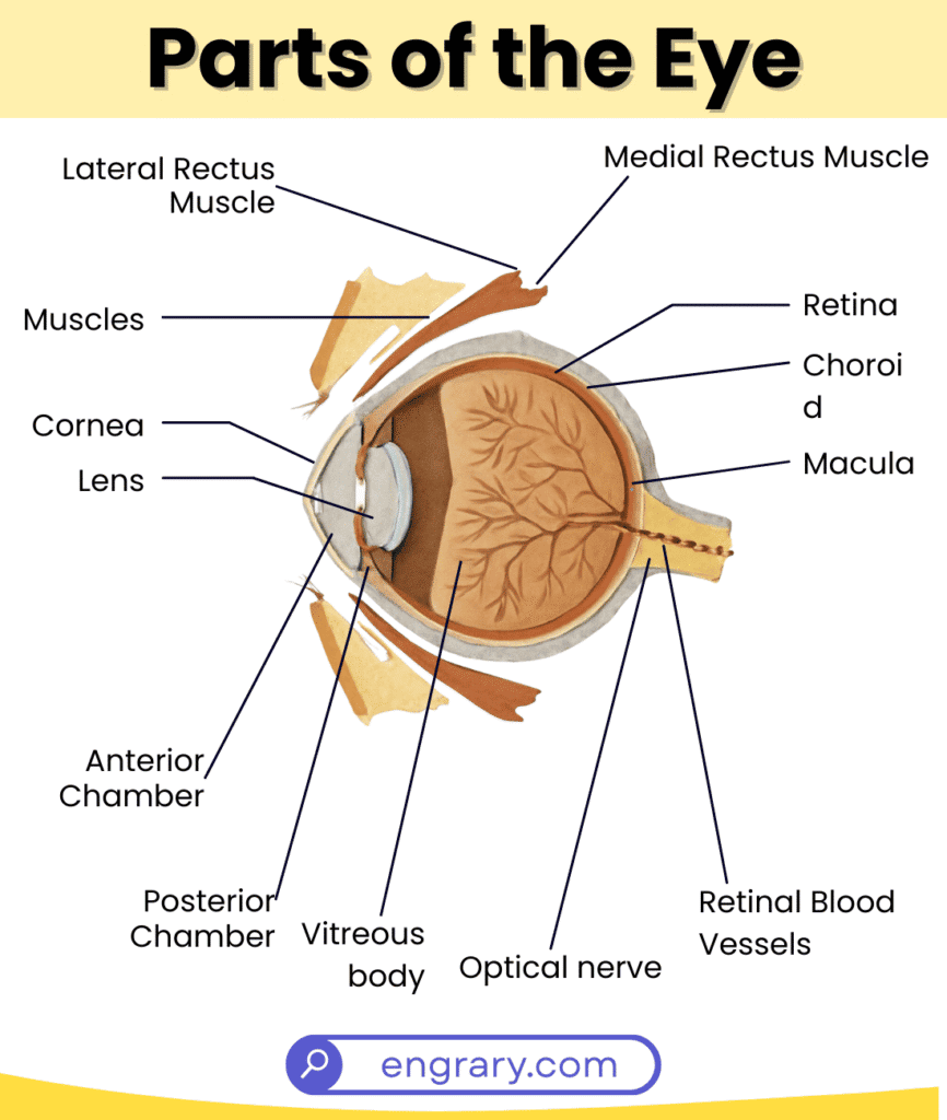 Eye parts name close-up diagram cornea iris pupil sclera lens