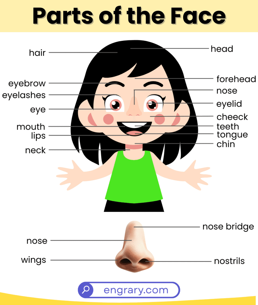 Parts of the face main features diagram eyes nose lips chin jaw labeled