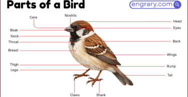 80+ parts of a bird with labeled diagram showing head, beak, eyes, wings, tail, feathers, legs, feet, and body regions
