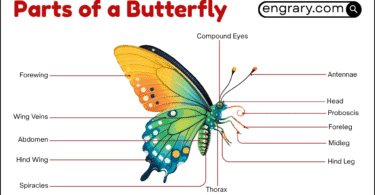Parts of a butterfly labeled diagram showing head, antennae, wings, legs, abdomen, and body sections
