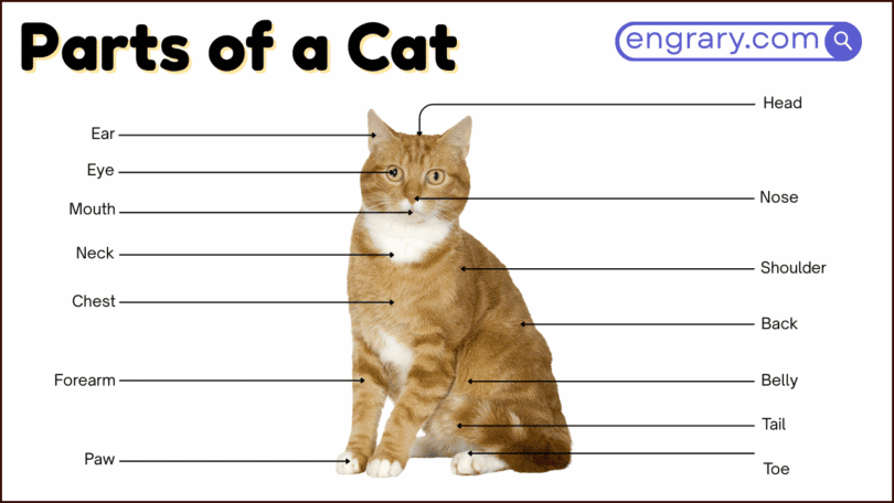 Parts of a cat with labeled diagram showing the head, ears, eyes, whiskers, neck, body, legs, paws, claws, and tail