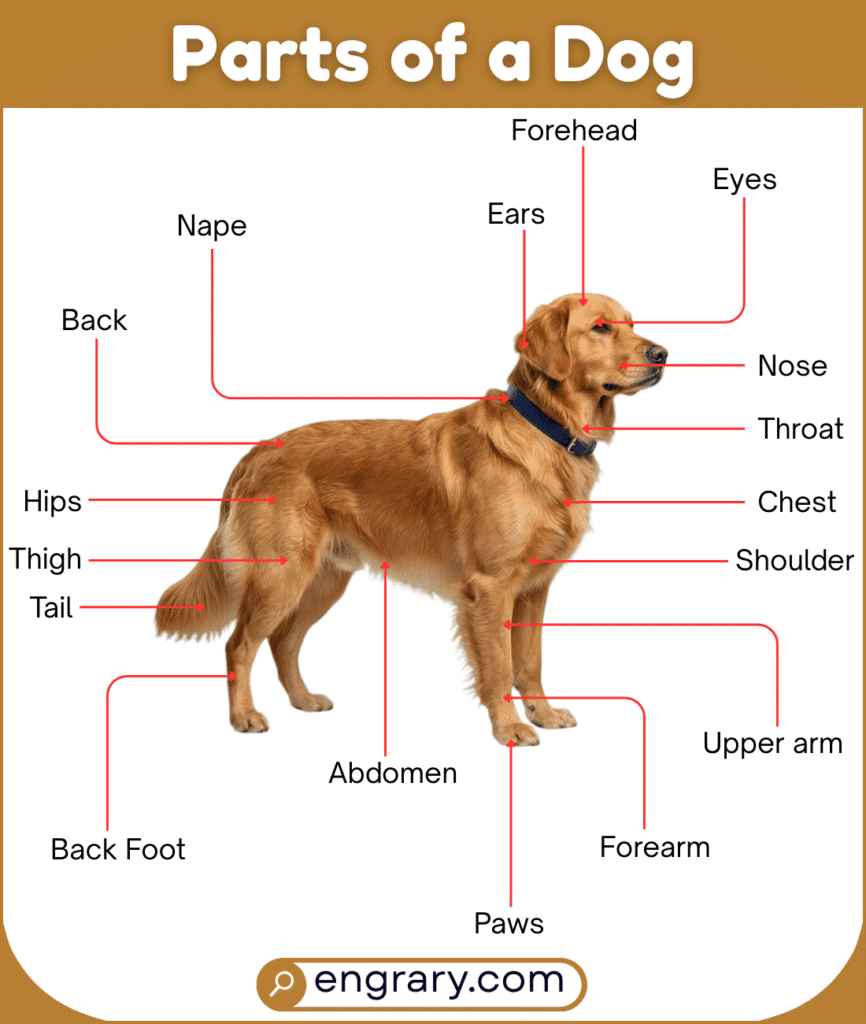 Complete list of dog body parts with pictures showing head, body, legs, paws, and tail