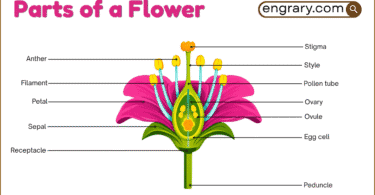 Parts of a flower labeled diagram showing petals, sepals, stamen, pistil, ovary, ovule, and receptacle
