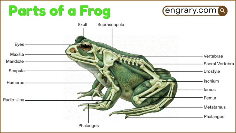 Parts of a frog labeled diagram showing the head, eye, tympanum, limbs, webbed foot, skin, and major internal organs