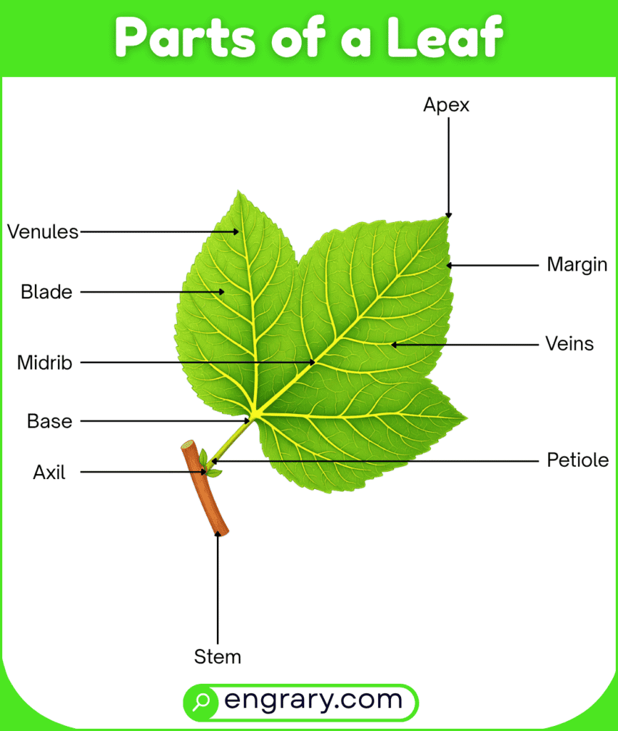 Complete list of leaf parts with names and labeled diagram