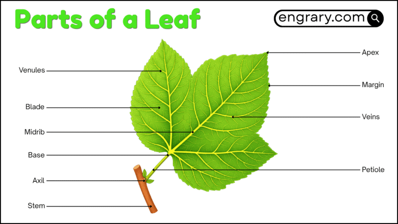 Leaf parts names with labeled diagram showing the blade, apex, margin, midrib, veins, petiole, stomata, and internal tissues