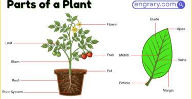 50 plus parts of a plant labeled diagram showing roots, stem, leaves, flower, fruit, and seed structures