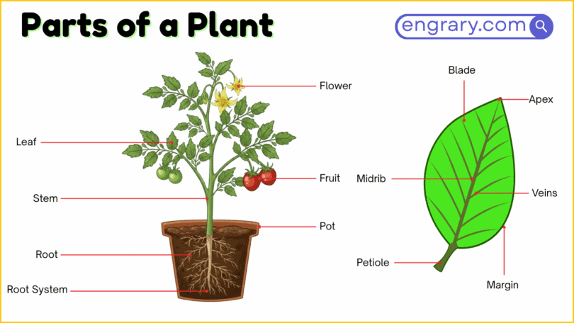 50 plus parts of a plant labeled diagram showing roots, stem, leaves, flower, fruit, and seed structures