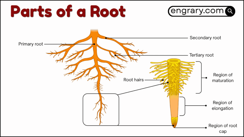 Parts of a root labeled diagram showing the root cap, apical meristem, root hairs, cortex, endodermis, stele, xylem, and phloem