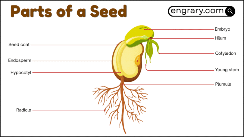 Parts of a seed labeled diagram showing the seed coat, hilum, micropyle, cotyledon, endosperm, embryo axis, plumule, and radicle