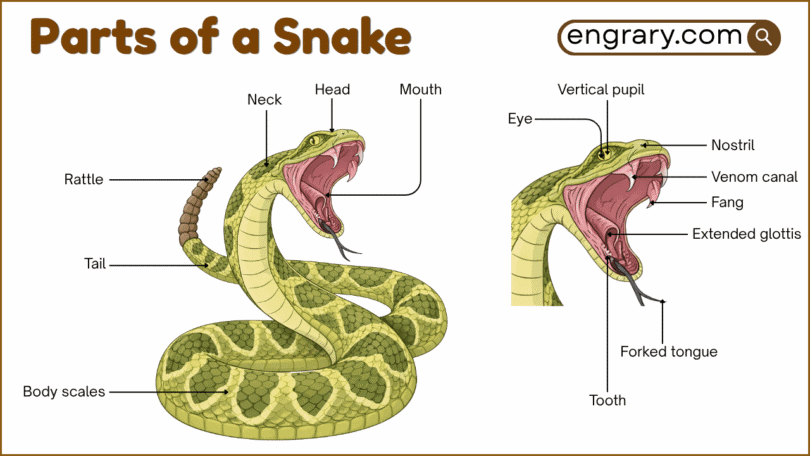 Parts of a snake with labeled diagram showing the head, eyes, nostrils, tongue, scales, vent, tail, and major internal organs