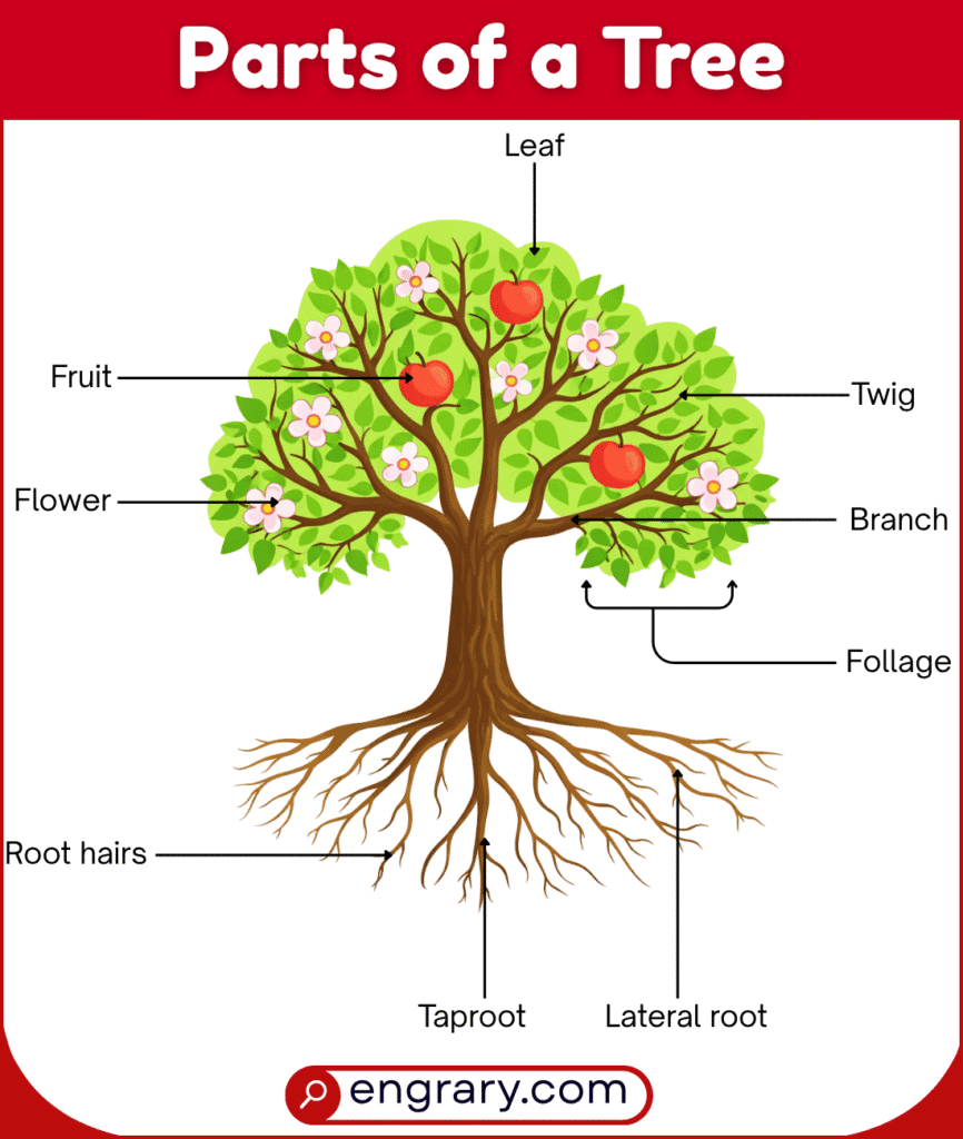 Parts of a Tree: Names, Functions, and Labeled Diagram • Engrary