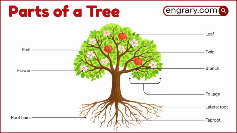 Parts of a tree with labeled diagram showing roots, trunk, bark, branches, leaves, flowers, fruit, cones, and transport tissues