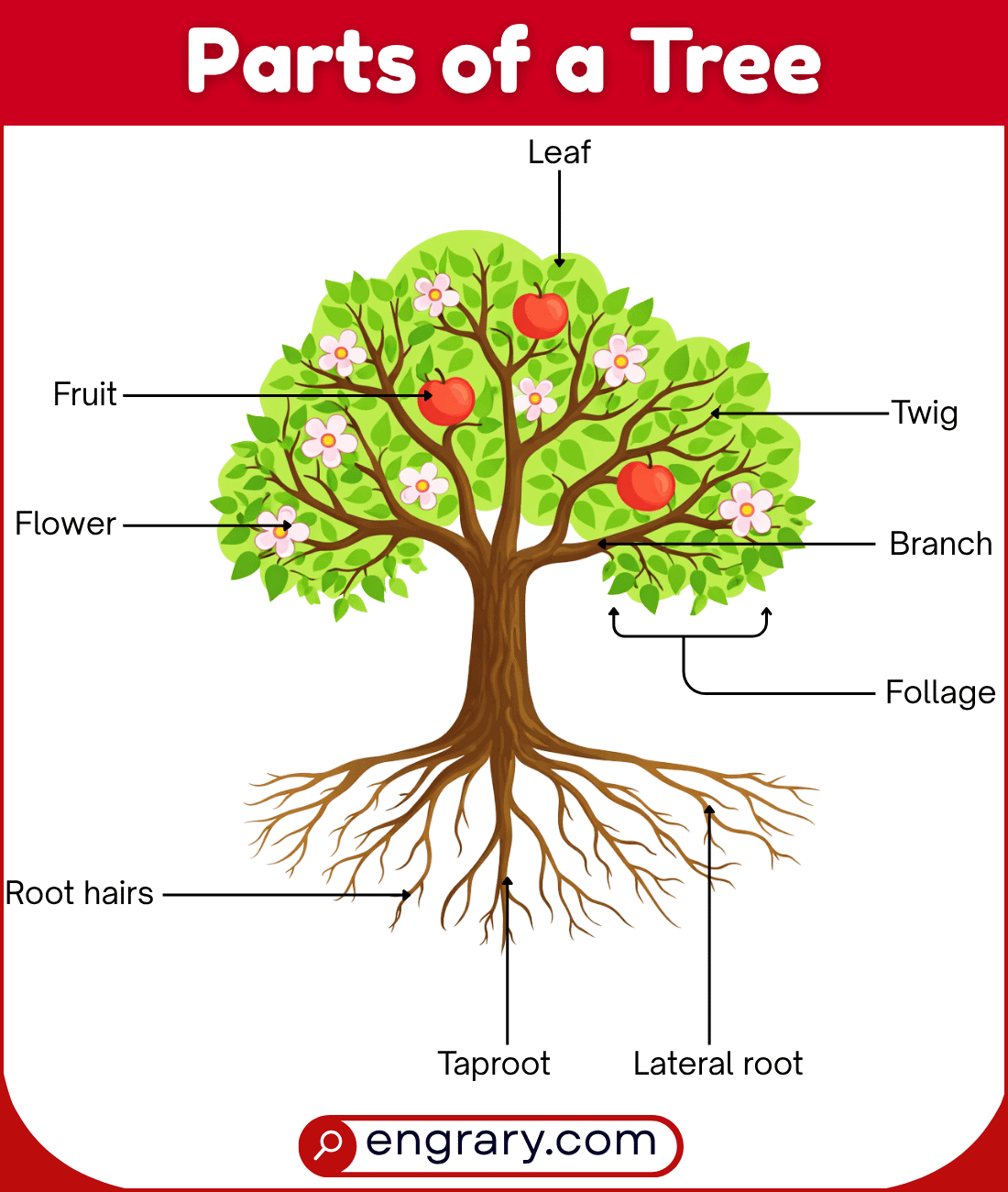 Complete list of tree parts names with functions and pictures showing roots, trunk parts, crown parts, leaves, reproductive parts, and transport tissues
