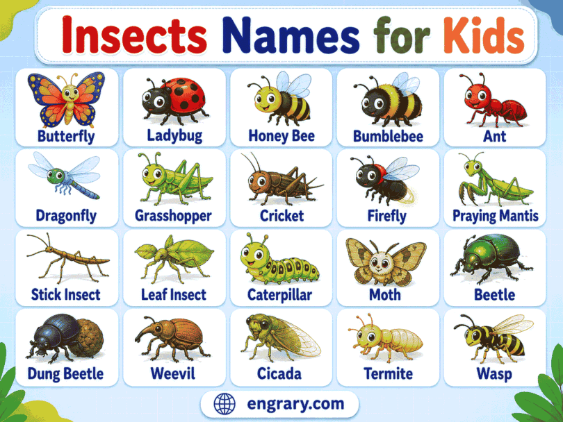 100+ Insects Names for Kids with Pictures and Meanings