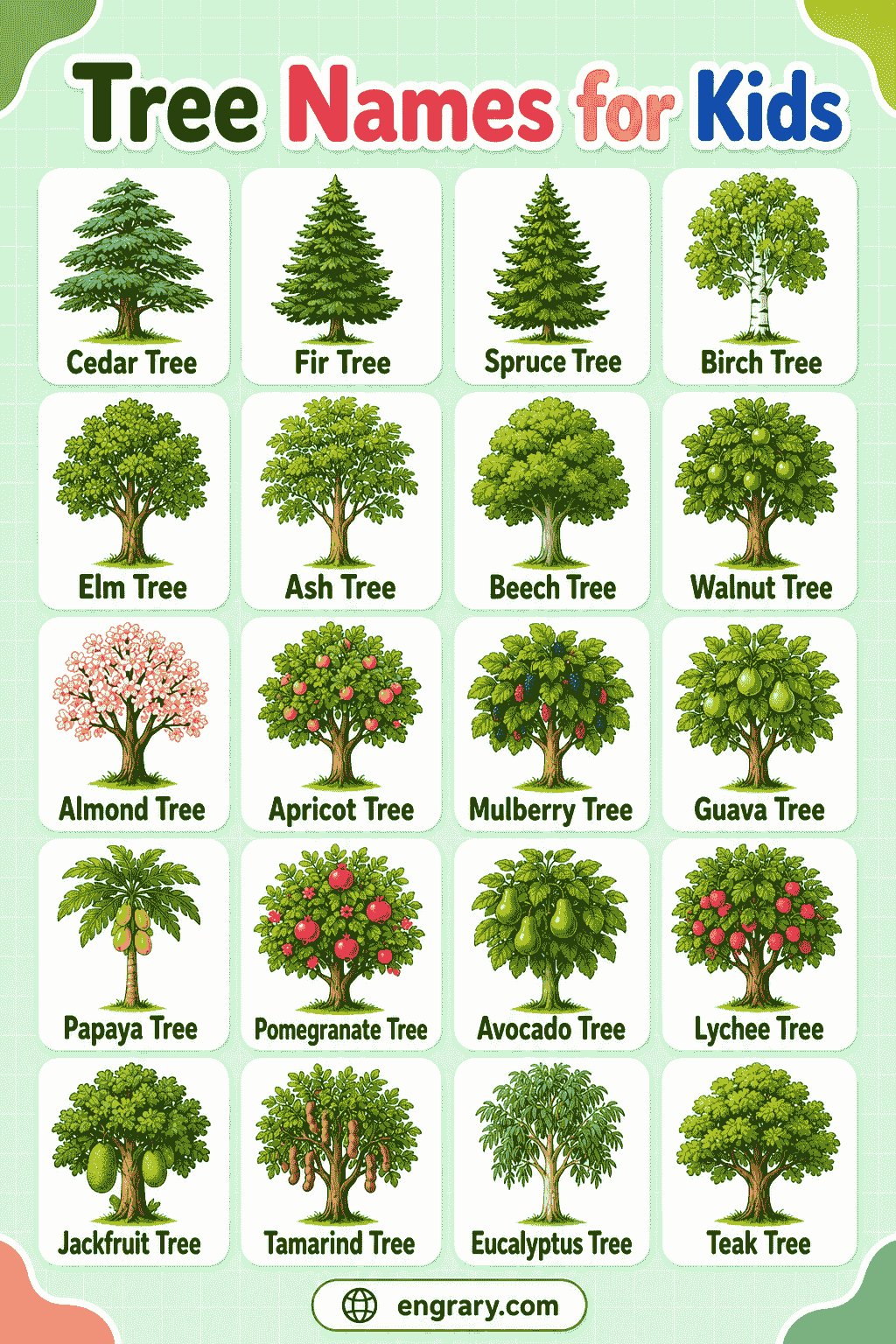 Common Tree Names for Kids to Learn Easily