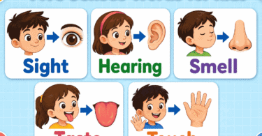 Five Senses Words for Kids: Easy List with Pictures