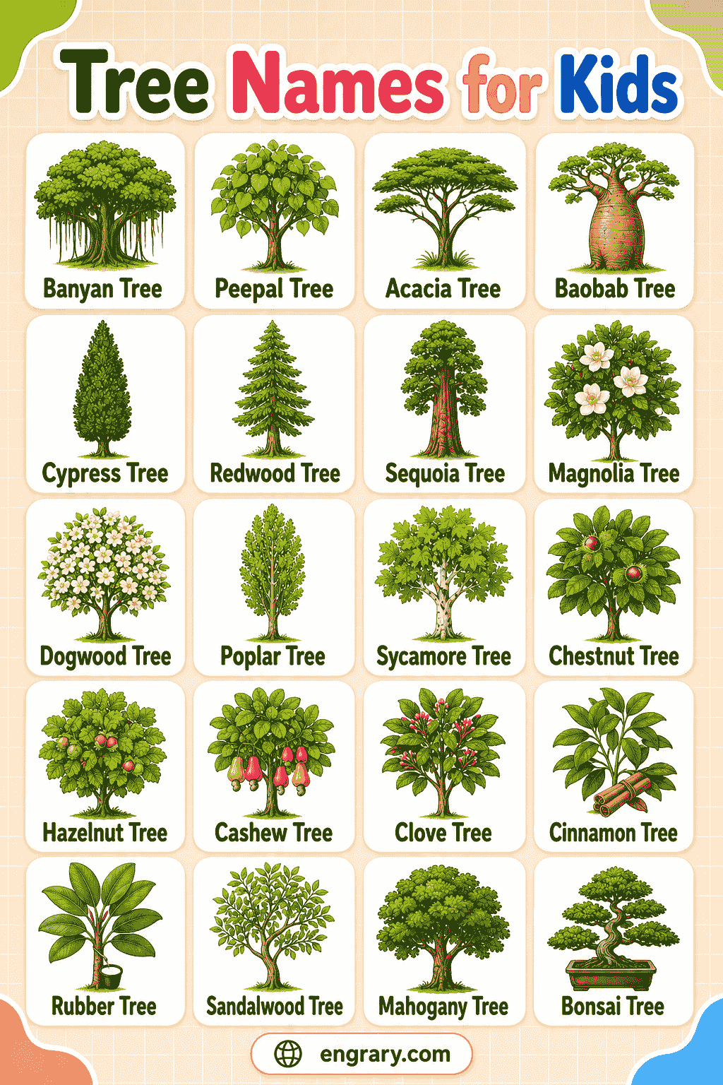 Tree Names for Kids with Meanings and Examples