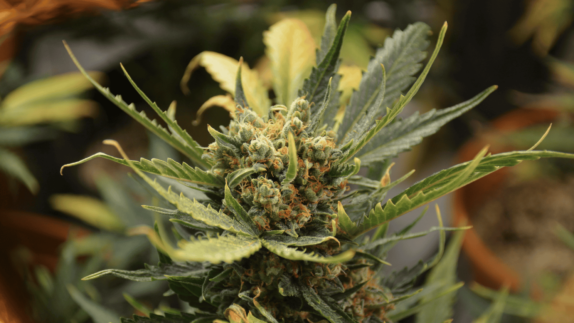 Close-up of the Larry Burger cannabis strain, featuring dense buds and dark green leaves, known for its relaxing and mood-boosting effects.