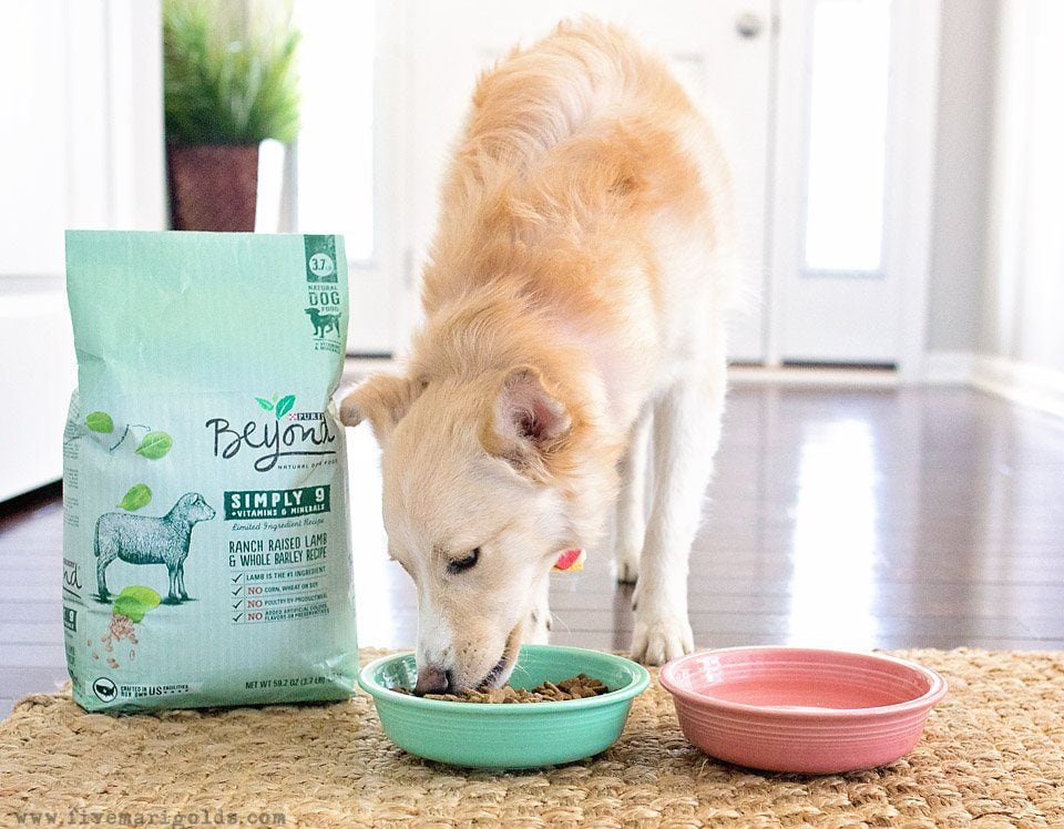 5 Tips for Photographing Dogs | Five Marigolds #FeedDogsPurina #ad