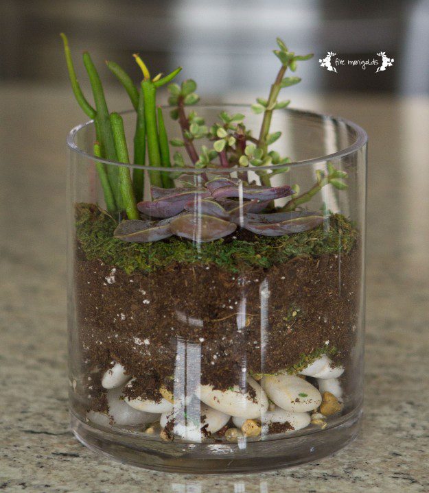 DIY Open Air Terrarium | Five Marigolds