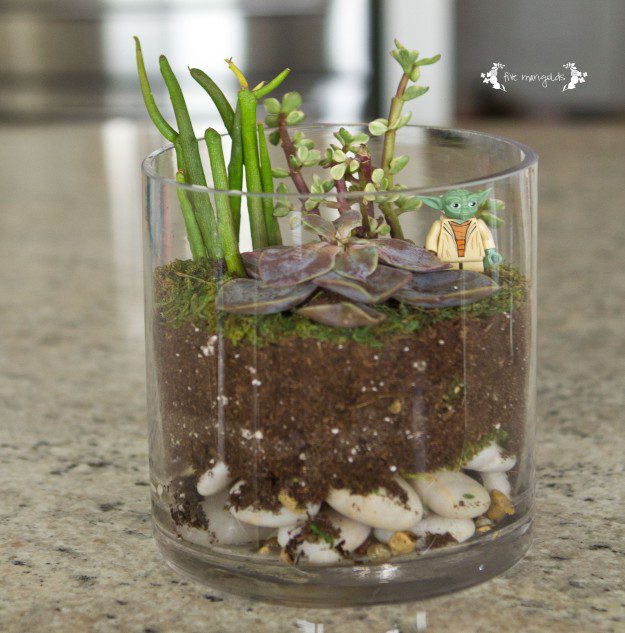 DIY Open Air Terrarium | Five Marigolds