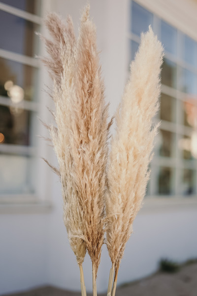 Trawa pampasowa suszona naturalna pampas cortaderia - 5 łodyg - obrazek 2