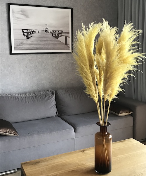 Trawa pampasowa suszona pampas żółta - 5 łodyg
