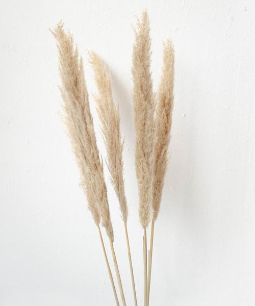 Trawa pampasowa naturalna suszona cortaderia 100 cm - 5 łodyg - Image 2
