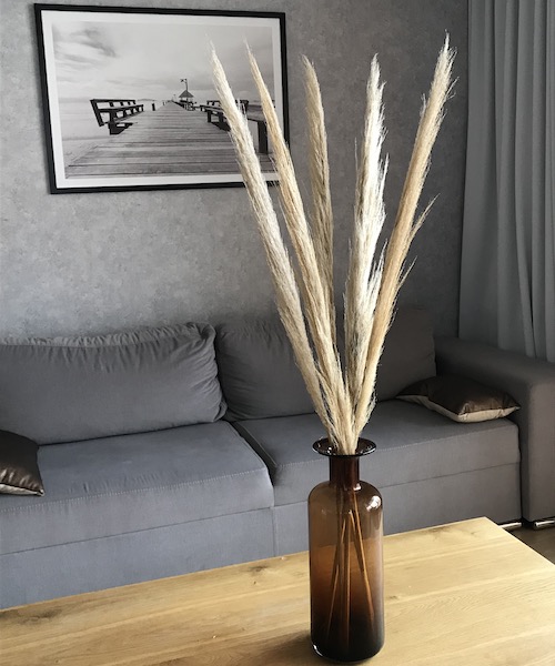 Trawa pampasowa naturalna suszona cortaderia 100 cm - 5 łodyg