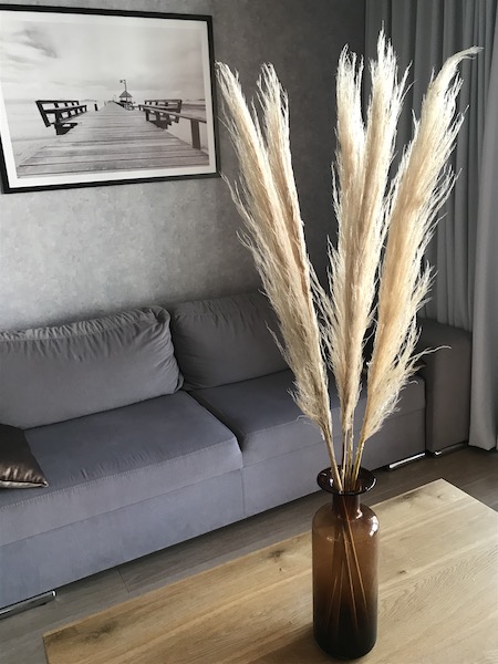 Trawa pampasowa suszona bielona pampas grass 110 cm - 5 łodyg