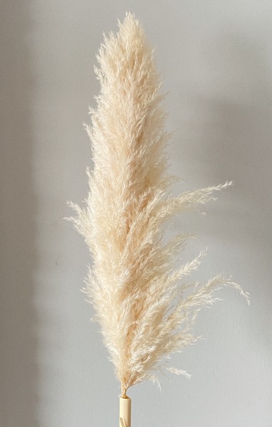Trawa pampasowa suszona pampas puszysta 140 cm - 5 łodyg - Image 2