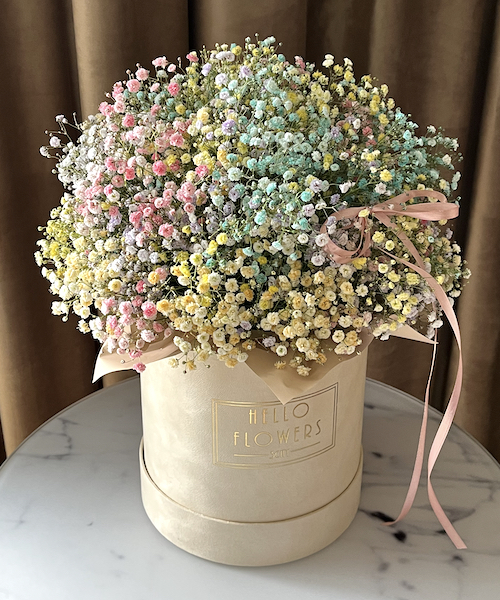 Kolorowa świeża GIPSÓWKA w dużym beżowym welurowym boxie - kwiaty w pudełkach | flower box