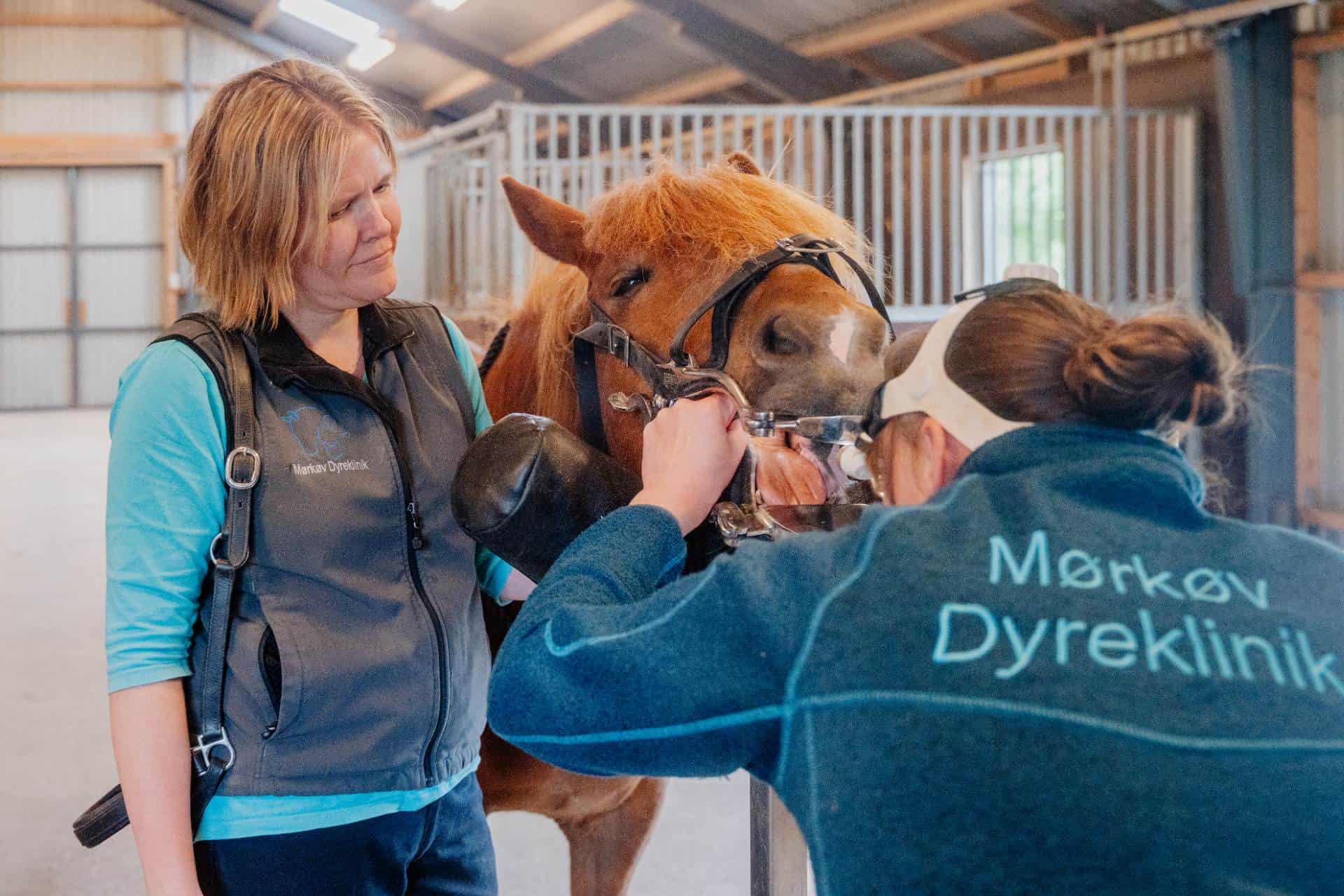 Efter en tandrasp af hest behandling