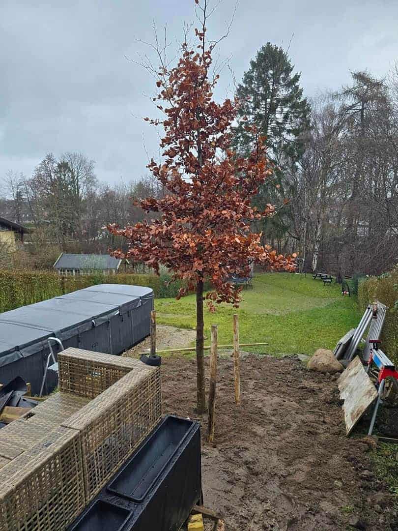 Solitært træ med rødt løv i anlægsprojekt