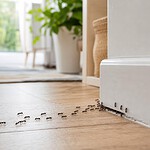 fourmis dans la maison signification