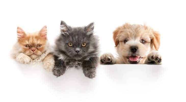 essential oil safe for pets