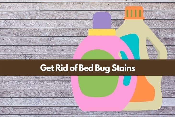 get rid of bed bug stains