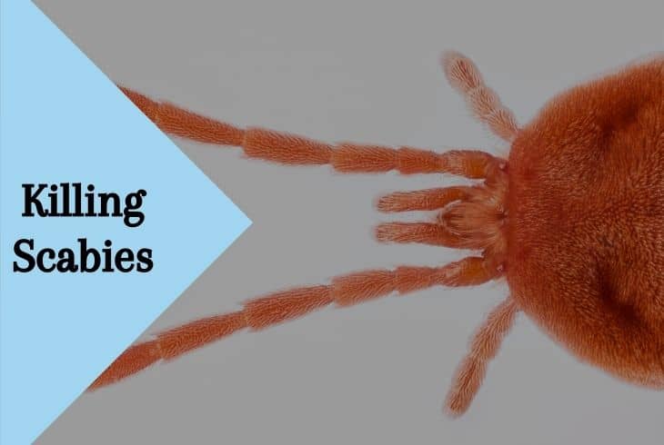 scabies killing