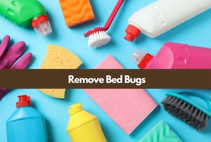 remove bed bugs furniture